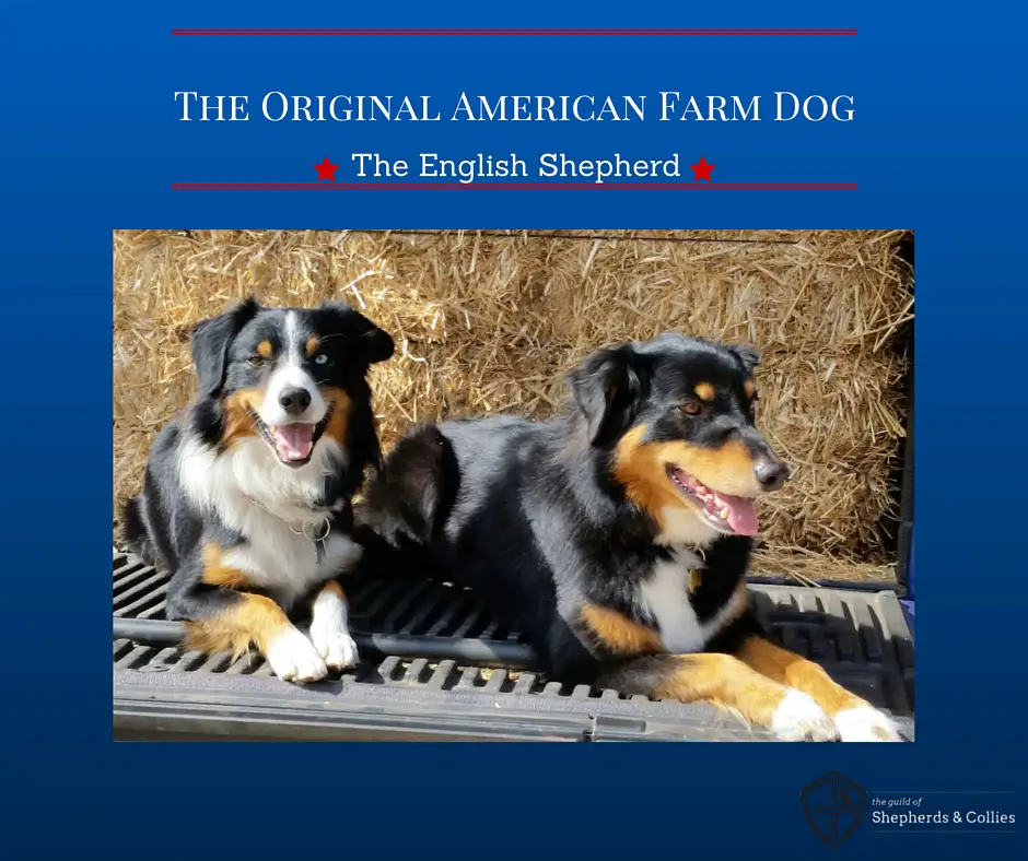american farm dog