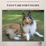 Coat Care for Collies