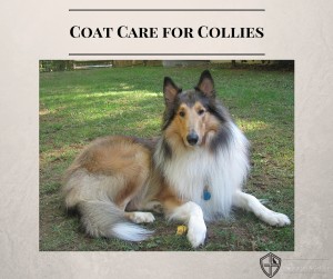 coat care collies