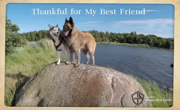 https://guildofshepherdsandcollies.com/wp-content/uploads/2015/11/Thankful-for-My-Best-Friend-Video.jpg
