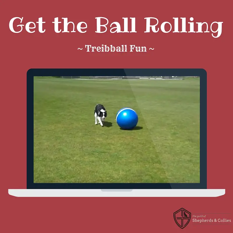 https://guildofshepherdsandcollies.com/wp-content/uploads/2015/11/Treibball-Video.jpg