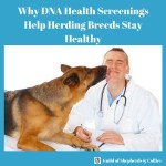 Why DNA Health Screenings Help Herding Breeds Stay Healthy