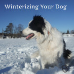 Winterizing Your Dog, Part 1