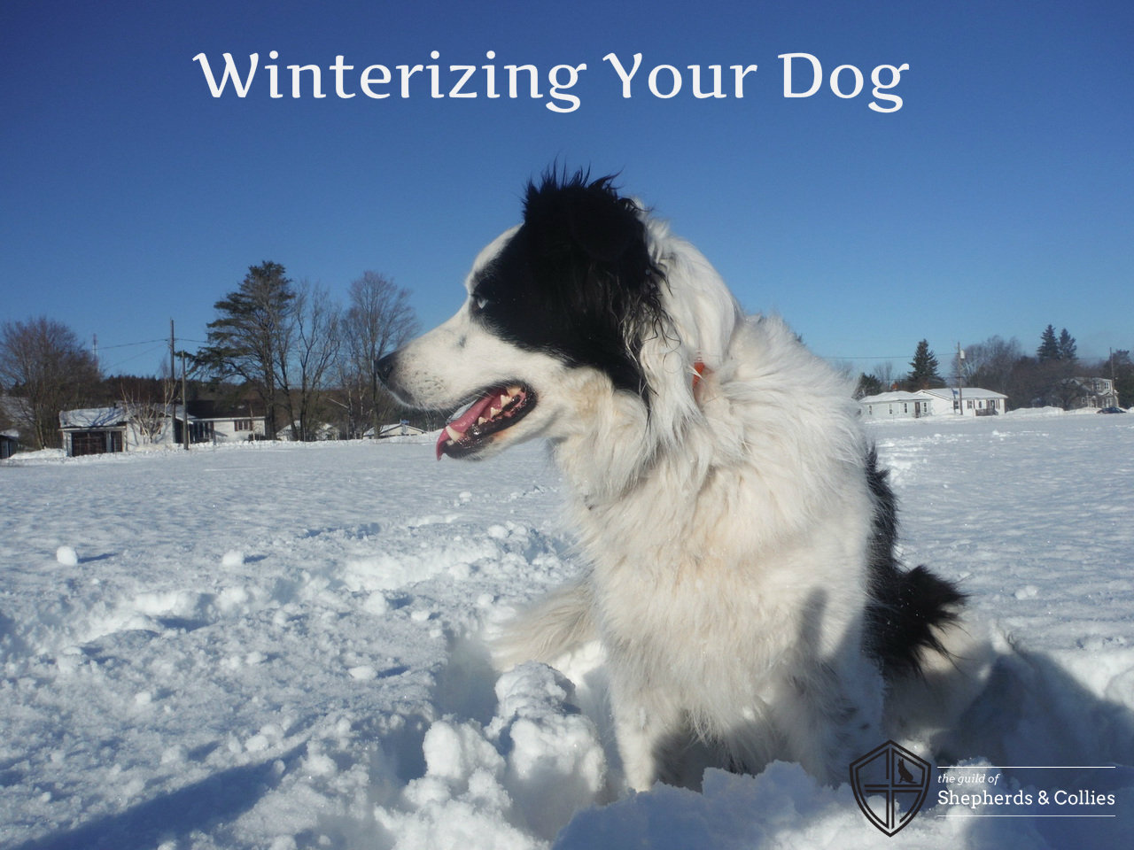 winterize your dog 1