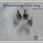 Winterizing Your Dog, Part 2