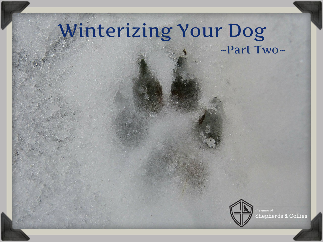 winterize your dog two