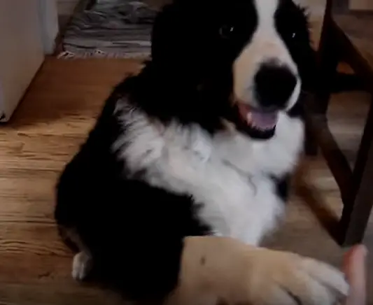 https://guildofshepherdsandcollies.com/wp-content/uploads/2015/11/achoo-dog-gives-tissue-video.png