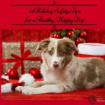 10 Holiday Safety Tips for a Healthy, Happy Dog