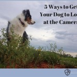 5 Ways to Get Your Dog to Look at the Camera