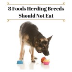 8 Foods Herding Breeds Should Not Eat