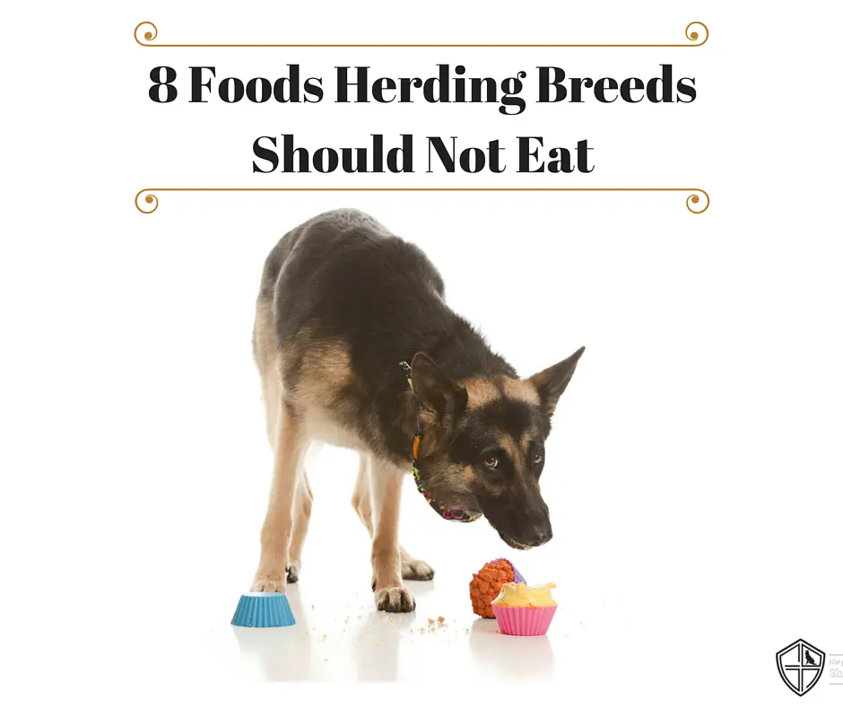 8 foods herding breeds should not eat