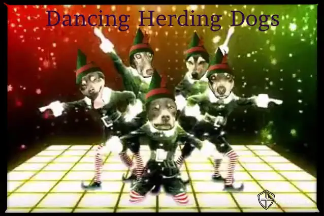 dancing herding dogs