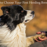 How to Choose Your First Herding Breed Dog
