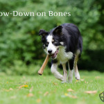The Low-Down on Bones