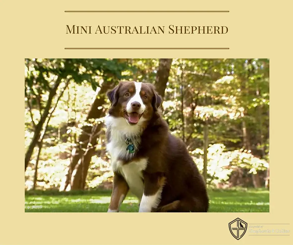 mini australian shepherd