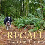 RECALLS – Coming When Called