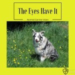 The Eyes Have It: Normal Canine Vision