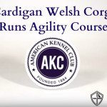 Cardigan Welsh Corgi Runs Agility Course