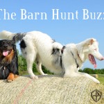 The Barn Hunt Buzz