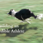 Building an Incredible Athlete