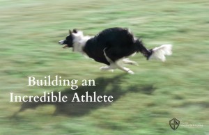 building an incredible athlete