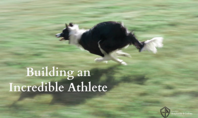 building an incredible athlete