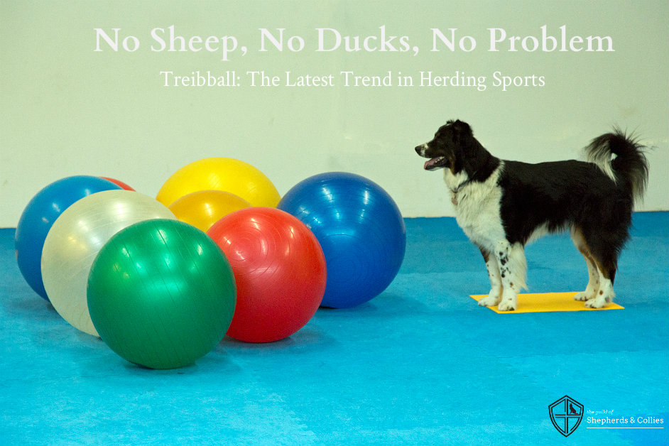 Try Treibball! The New Herding Sport - No Sheep Required - Whole Dog Journal