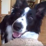 My Border Collie is Smarter than Your Dog