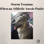 Storm Trauma: When an Athletic Aussie Panics