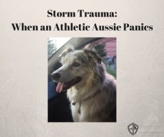 storm trauma