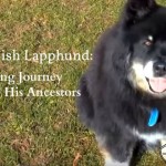 A Finnish Lapphund’s Journey for Answers