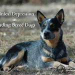 Clinical Depression in Herding Breed Dogs