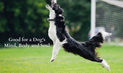 Dog's Mind, Body and Soul FINAL