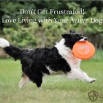 3 Ways to Love Living with Your Active Herding Breed Dog