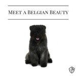This Herding Breed is a Belgian Beauty