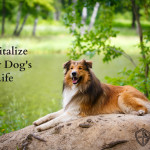 Holistic Care: Revitalize Your Dog’s Life