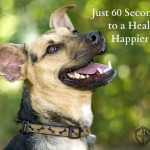 Give Your Dog Clean Teeth For Life in Sixty Seconds a Day