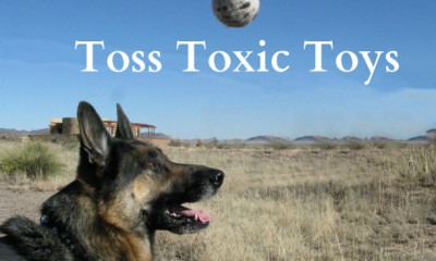 hazardous dog toys toxic