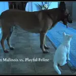 Belgian Malinois vs. Playful Feline