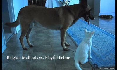 belgian malinois cat video