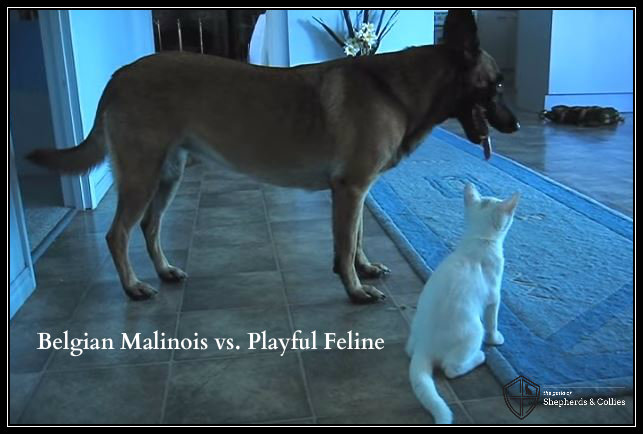 Belgian Malinois vs. Playful Feline - The Guild of ...