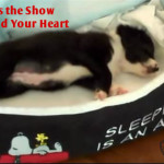 Lovable Border Collie Pup Steals the Show … and Your Heart