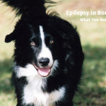 Epilepsy in Border Collies: What You Need to Know