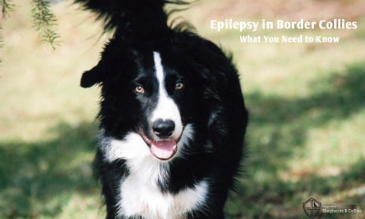 epilepsy in border collies