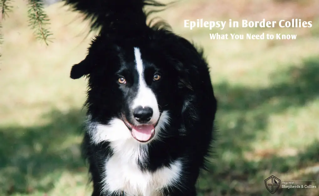 Epilepsy in Border Collies: What You 