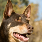 5 Types of Herding Breed Dog “Bites”