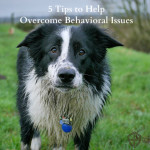 5 Tips for Helping Your Rescue Dog Overcome Behavioral Issues