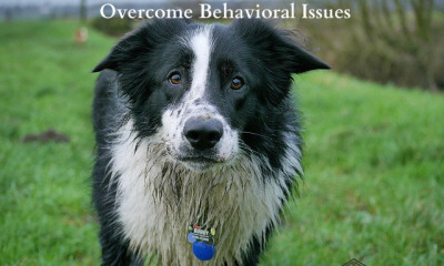 overcome behavioral issues