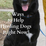 6 Ways To Help Herding Dogs Right Now!