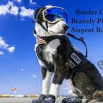 Border Collie K-9 Protects Airport Runway